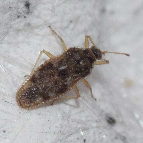 Monosteira unicostata